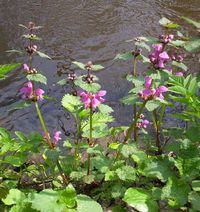 Lamium maculatum growing in forest by river