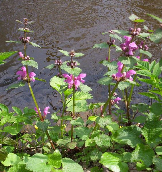 File:Lamium maculatum cm01.jpg
