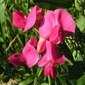 Thumbnail for version as of 06:09, 19 July 2007