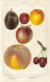 Drupes