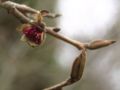 Young flowers