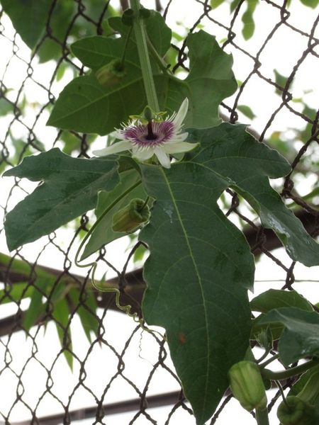File:Passiflora morifolia - D8-04-7204.jpg