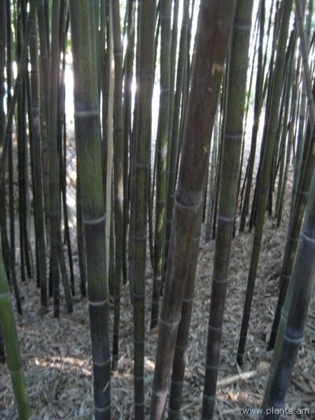 File:Phyllostachys nigra forma punctata-blackspot bamboo-IMG 0718 hunt07.jpg