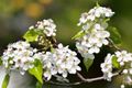 Callery pear blossoms