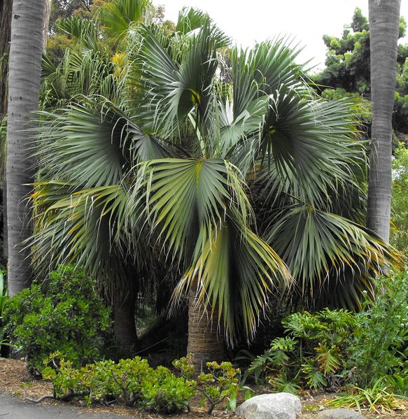 File:Sabalblackburniana.jpg