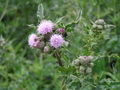 Thumbnail for version as of 04:13, 3 May 2007