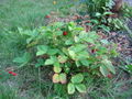 A wild strawberry plant, showing characteristic shape