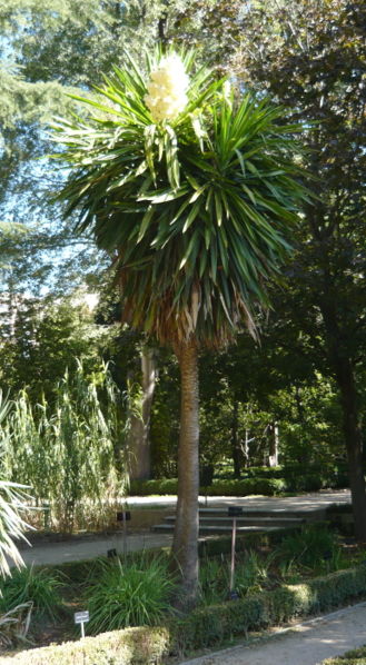 File:Yucca elephantipes HRM1.jpg