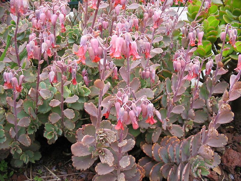 File:1024px-Bryophyllum fedtschenkoi (Habitus).jpg