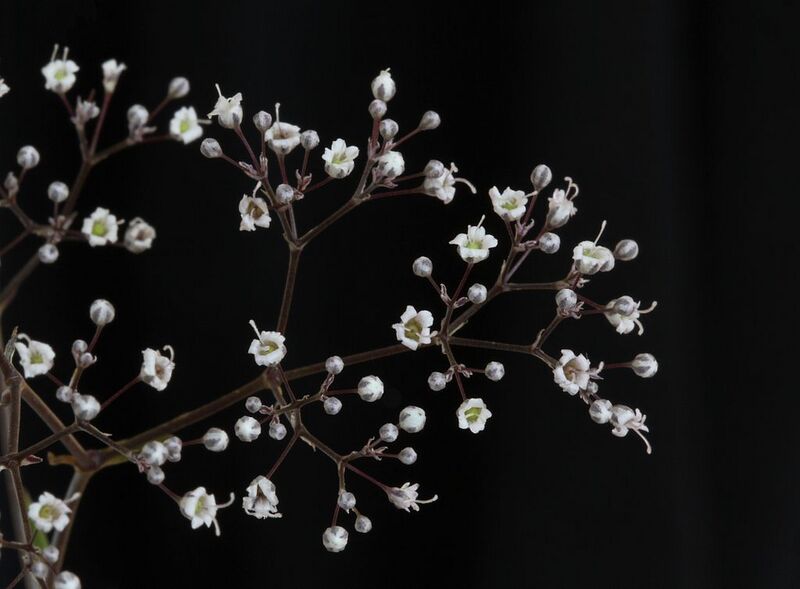 File:1024px-Close-up of baby's breath (Gypsophila paniculata) flowers.jpg