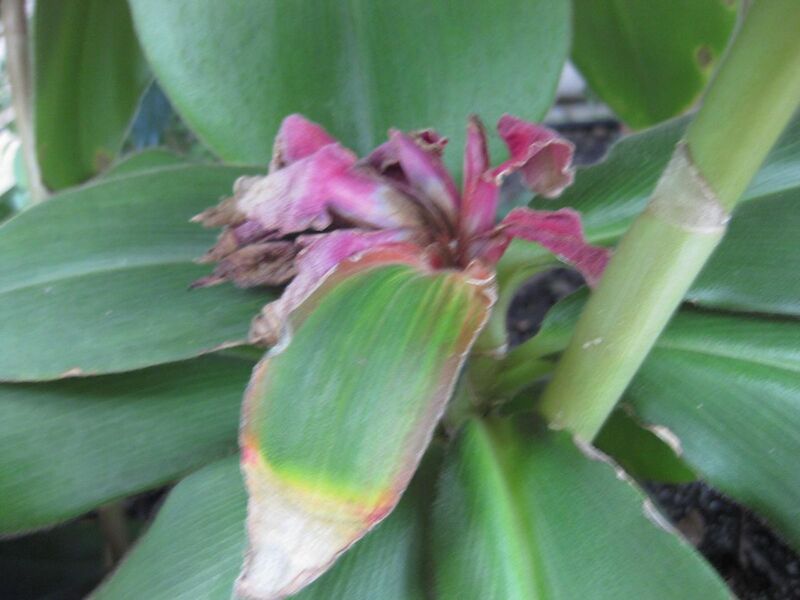 File:1280px-IMG 1800 hunt09oct.jpg