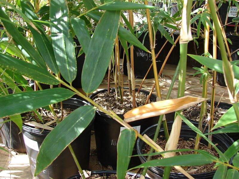 File:1280px-Starr 080117-2053 Bambusa oldhami.jpg