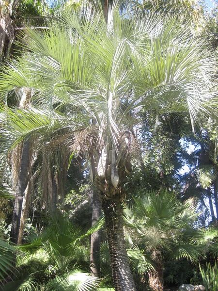 File:576px-IMG 2066 hunt0903.jpg