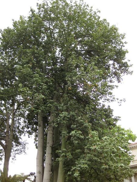 File:576px-IMG 6827 hunt09jun.jpg