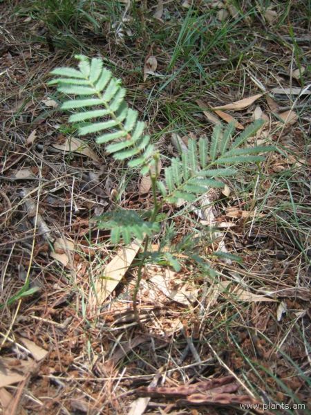 File:Acacia decurrens-var. moilis-IMG 2930 lokrun.jpg