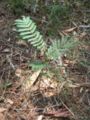 Acacia decurrens var. moilis