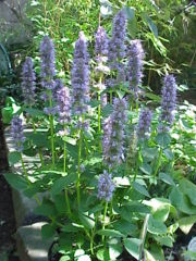 Agastache foeniculum var. anisata