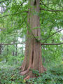 Trunk