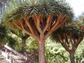 Ruscaceae:Dracaena draco, stem succulent