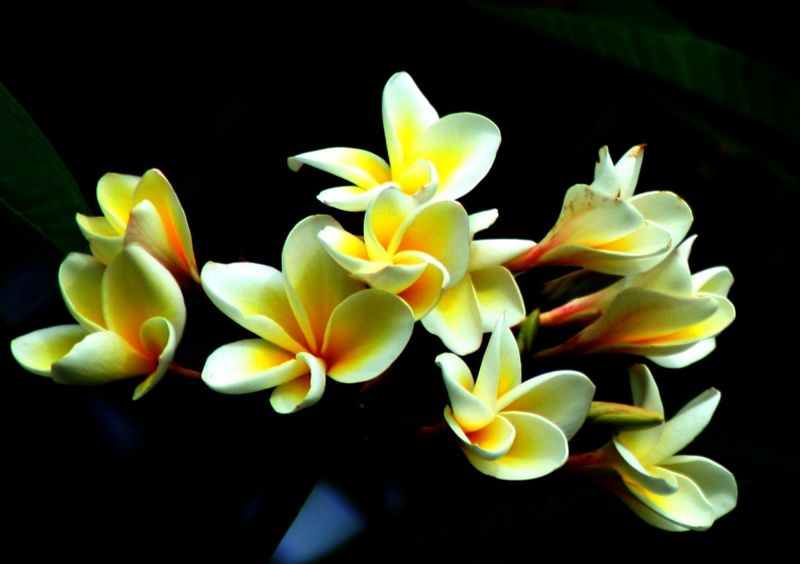 File:Frangipani(cropped)-984.jpg
