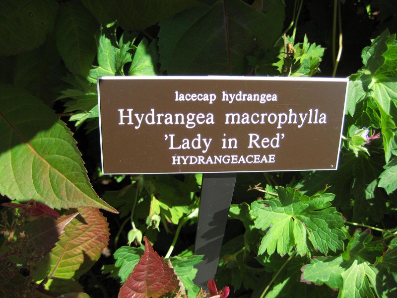File:IMG 0036 nybg09.jpg