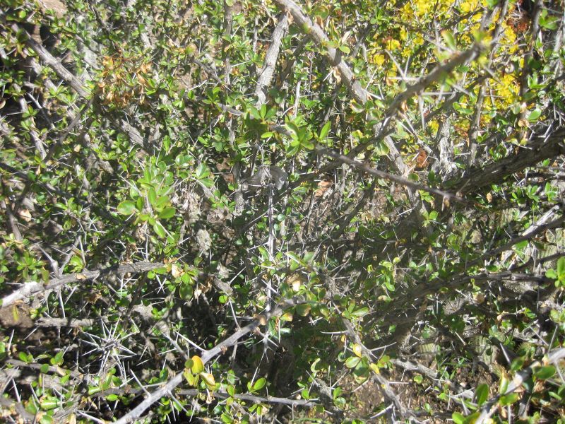 File:IMG 2234 hunt0903.jpg
