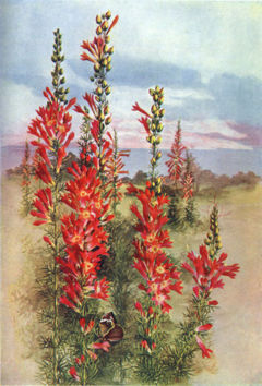 Ipomopsis rubra Standing Cypress