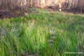 Blunt-flowered Rush (Juncus subnodulosus)