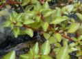 Thumbnail for version as of 04:44, 27 May 2007