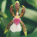 Thumbnail for version as of 12:36, 2 May 2007