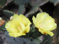 Thumbnail for version as of 09:30, 29 April 2025