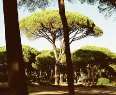 Stone Pine forest Costa de la Luz, Spain