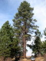 Thumbnail for version as of 14:27, 8 May 2007