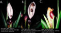 Beetle pollination in X. daguense A. First night B. Second night C. after third night after inflorescence anthesis