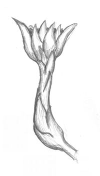 Rhizanthella gardneri