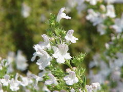 Winter savory (Satureja montana)