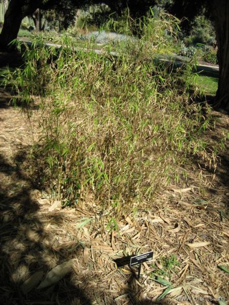 File:Thamnocalamus spathiflorus-IMG 0581 hunt07.jpg