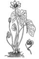Thumbnail for version as of 17:30, 10 October 2007