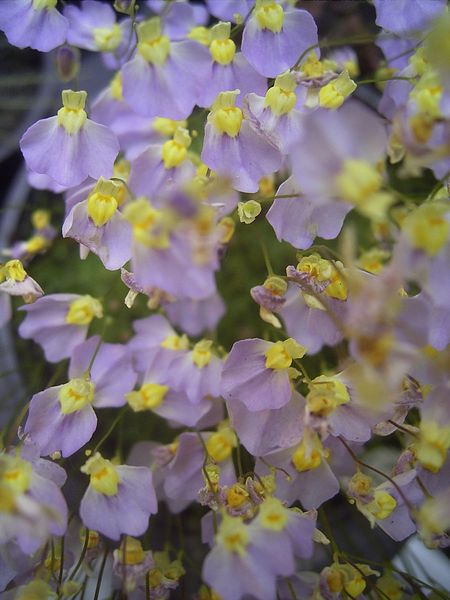 File:Utricularia bisquamata flora.jpg