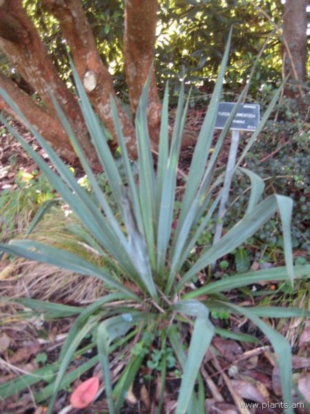 File:Yucca filamentosa-adam's needle-IMG 7296 sfbg0308.jpg