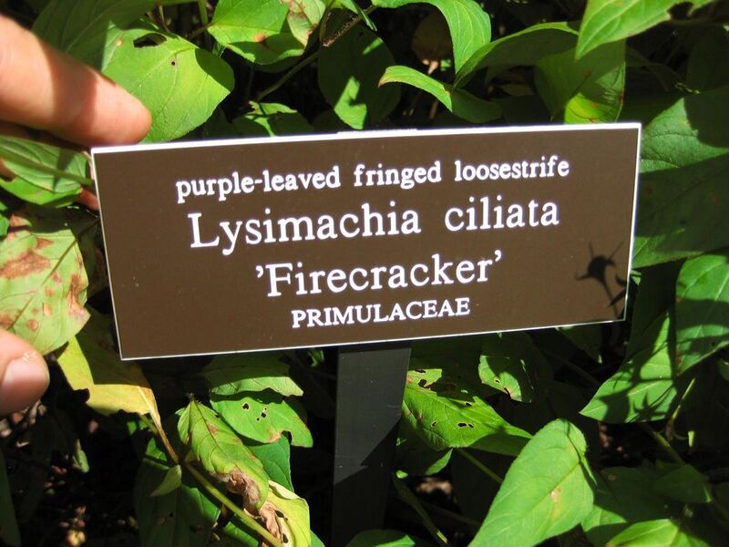 File:1024px-IMG 0151 nybg09.jpg