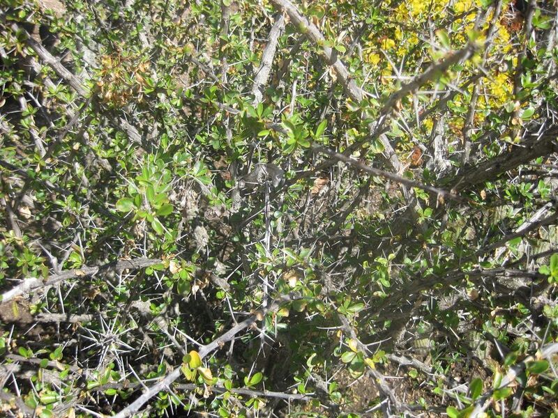 File:1024px-IMG 2234 hunt0903.jpg