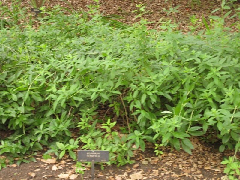 File:1024px-IMG 6994 hunt09jun.jpg