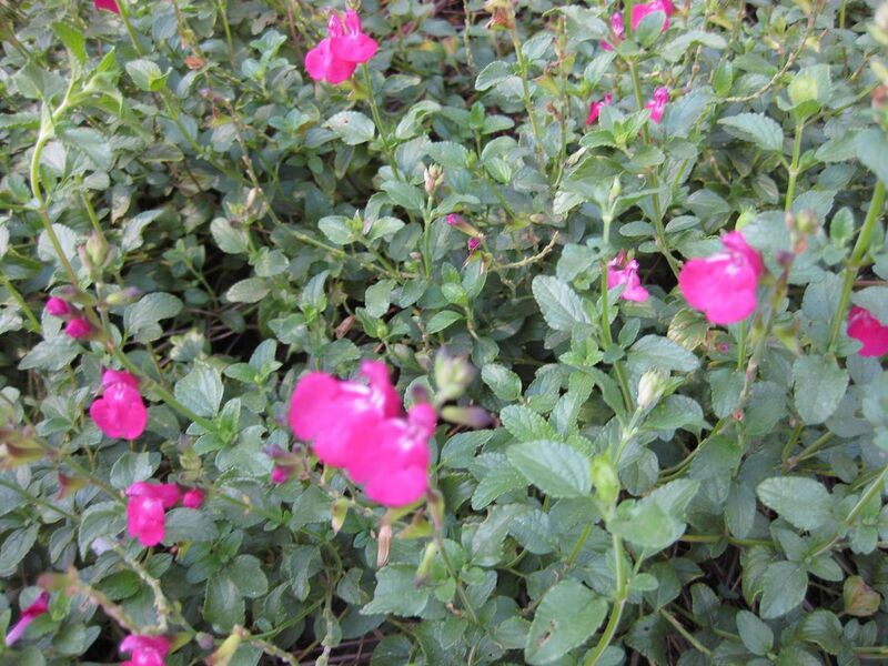 File:1280px-IMG 2038 hunt09oct.jpg