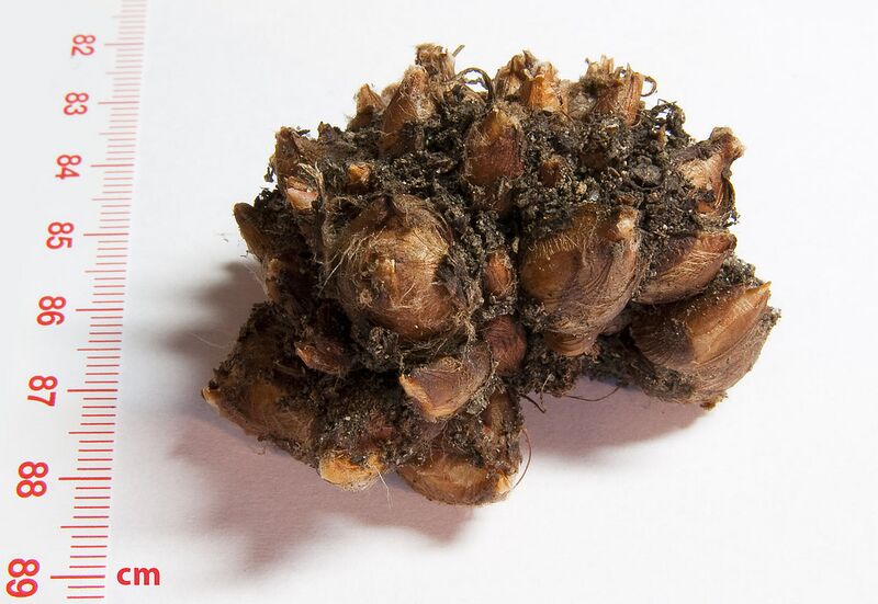 File:1280px-Oxalis tetraphylla - Zwiebelballen.jpg