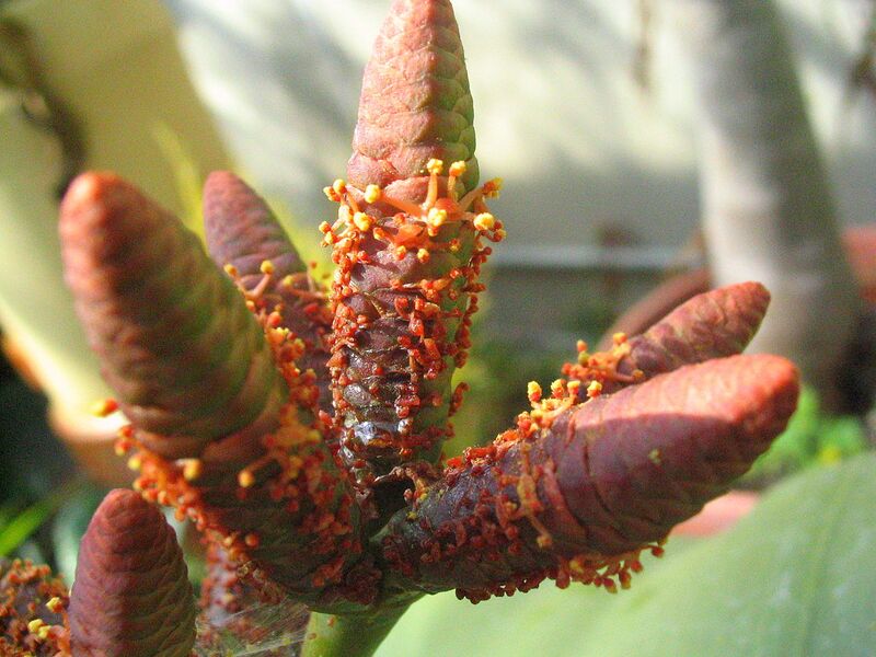 File:1280px-Welwitschia flowers.jpg