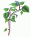 Thumbnail for version as of 09:05, 29 April 2025