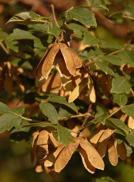 File:565px-Paperbark Maple Acer griseum Brown Seeds 2000px.jpg