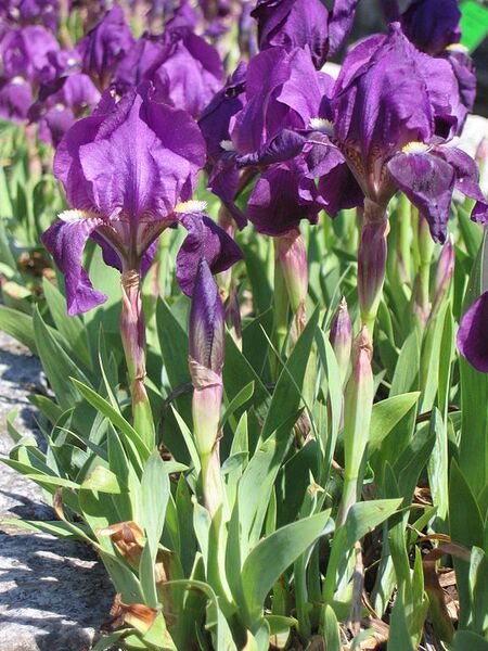 File:576px-Iris pumila 02.jpg