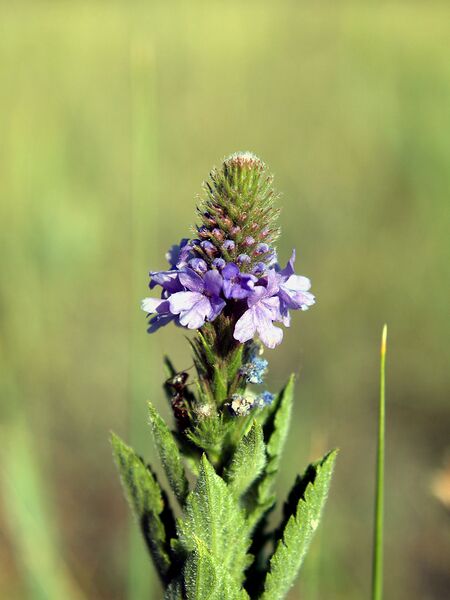 File:768px-Verbenastricta.jpg